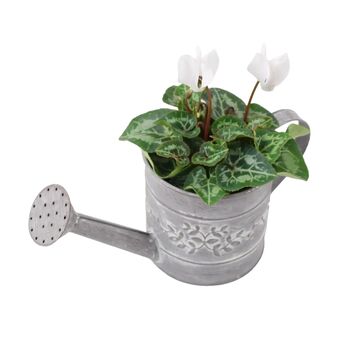 White Cyclamen Plant In Decorative Watering Can, 3 of 3