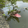Mr Snappy Crocodile Head Pond Ornament, thumbnail 4 of 6