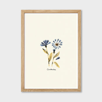 Blue Centaurea Flower Cottage Garden Botanical Print, 3 of 4