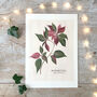 Poinsettia Botanical Print, thumbnail 2 of 5