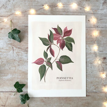 Poinsettia Botanical Print, 2 of 5