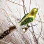 Three Feathered Glass Birds On Clips, thumbnail 6 of 7