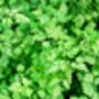 Herb Plants Chervil In 9cm Pots, thumbnail 5 of 7