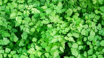 Herb Plants Chervil In 9cm Pots, 5 of 7