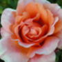 Personalised Named Gift Rose For Elaine, thumbnail 1 of 1