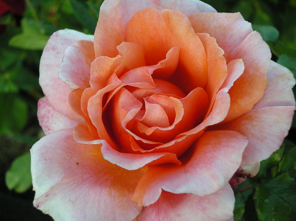 Personalised Named Gift Rose For Elaine