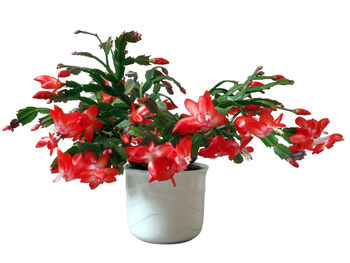 Christmas Cactus Multipack Two X Plants 13cm Pots, 5 of 10