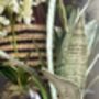 Artificial Potted Sansevieria Medium, thumbnail 6 of 8