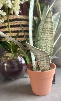 Artificial Potted Sansevieria Medium, 6 of 8