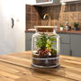 Diy Corked Jar Terrarium Kit | 'Mallorca', thumbnail 8 of 11