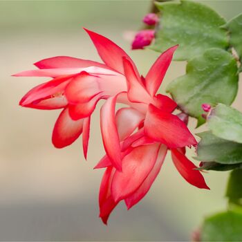 Christmas Cactus Red Caribbean Dancer Three X 13cm Pots, 4 of 6