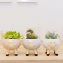Glazed Sheep Planter With Choice Of Plant, thumbnail 3 of 6