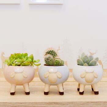 Glazed Sheep Planter With Choice Of Plant, 3 of 6