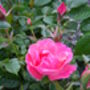 50th Birthday Rose Gift Rose Happy 50th Birthday, thumbnail 2 of 2