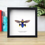 Corbetti Jewel Beetle Insect Bug Entomology Taxidermy Box Frame, thumbnail 1 of 3