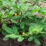 Peanut Plants, Full Plants In A 9cm Pot, thumbnail 4 of 5