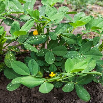 Peanut Plants, Full Plants In A 9cm Pot, 4 of 5