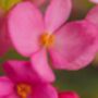 Begonia 'Green Leaf Mixed', thumbnail 3 of 9