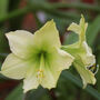Christmas Amaryllis 'Yellow' One X Bulb Pack, thumbnail 4 of 5