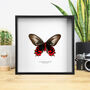 Black Ballerina Butterfly Handcrafted Frame, thumbnail 1 of 3