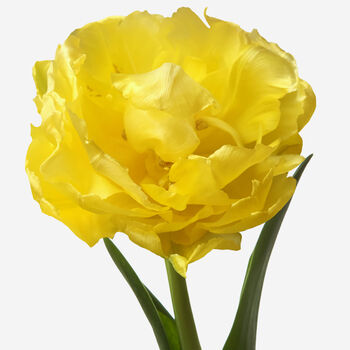 Mellow Yellow Double Tulip Fresh Bouquet, 3 of 3