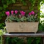 Cyclamen Metal Trough Planter – Purple And White Blooms, thumbnail 1 of 6