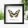 Scarce Bamboo Longwing Insect Bug Moth Butterfly Box Frame Entomology Taxidermy Interior Design Modern Home Decor Wall Hanging Gift Ornament, thumbnail 1 of 3