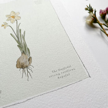 Spring Bulbs Daffodil Botanical Print, 4 of 4