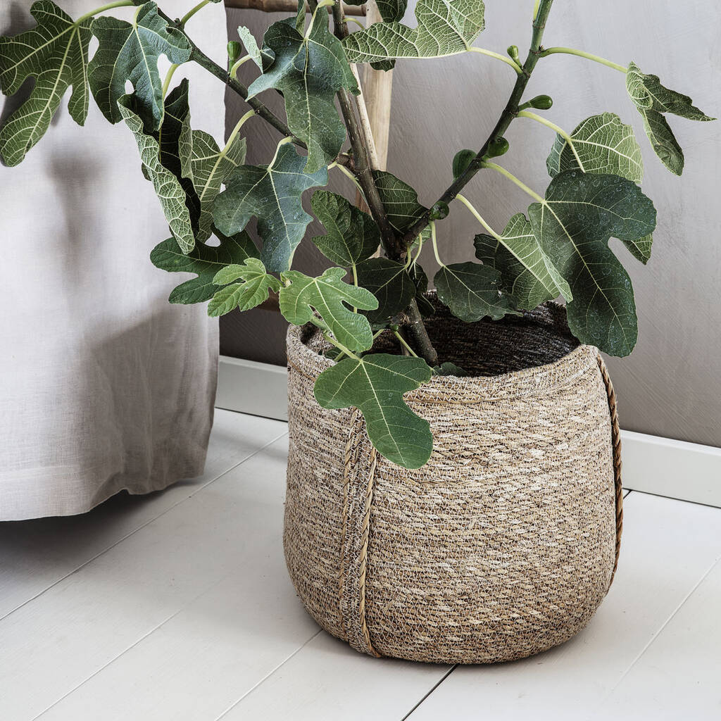 Basket, Plant, Set Of Two By Maitri