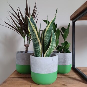 Hand Painted Large Indoor Concrete Plant Pot, 4 of 8