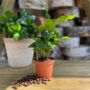 Fresh Coffee Beans And Coffee Plant Gift Set, thumbnail 6 of 12