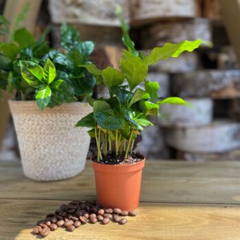 Fresh Coffee Beans And Coffee Plant Gift Set, 6 of 12