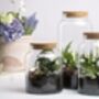 Small Half Open Glass Terrarium Bottle – Plant Display, thumbnail 3 of 3