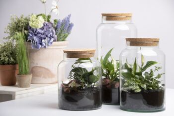 Small Half Open Glass Terrarium Bottle – Plant Display, 3 of 3