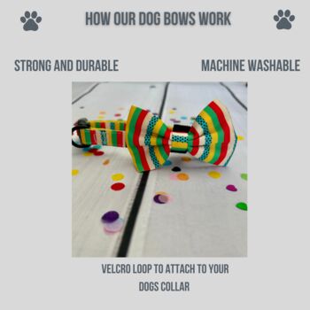 Multi Colour Stripe Dog Bow Tie, 3 of 4