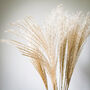 Dried Miscanthus Natural Grass 10 Stems, thumbnail 4 of 6