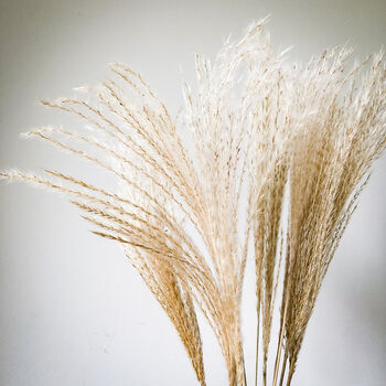 Dried Miscanthus Natural Grass 10 Stems, 4 of 6