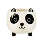Cute Panda Plant Pot With Choice Of Plants, thumbnail 2 of 2