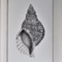 Limited Edition Triton Shell Giclee Print, thumbnail 6 of 7