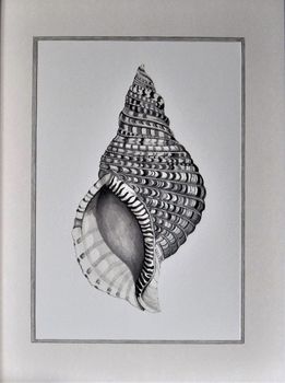 Framed Limited Edition Triton Shell Giclee Print, 6 of 7