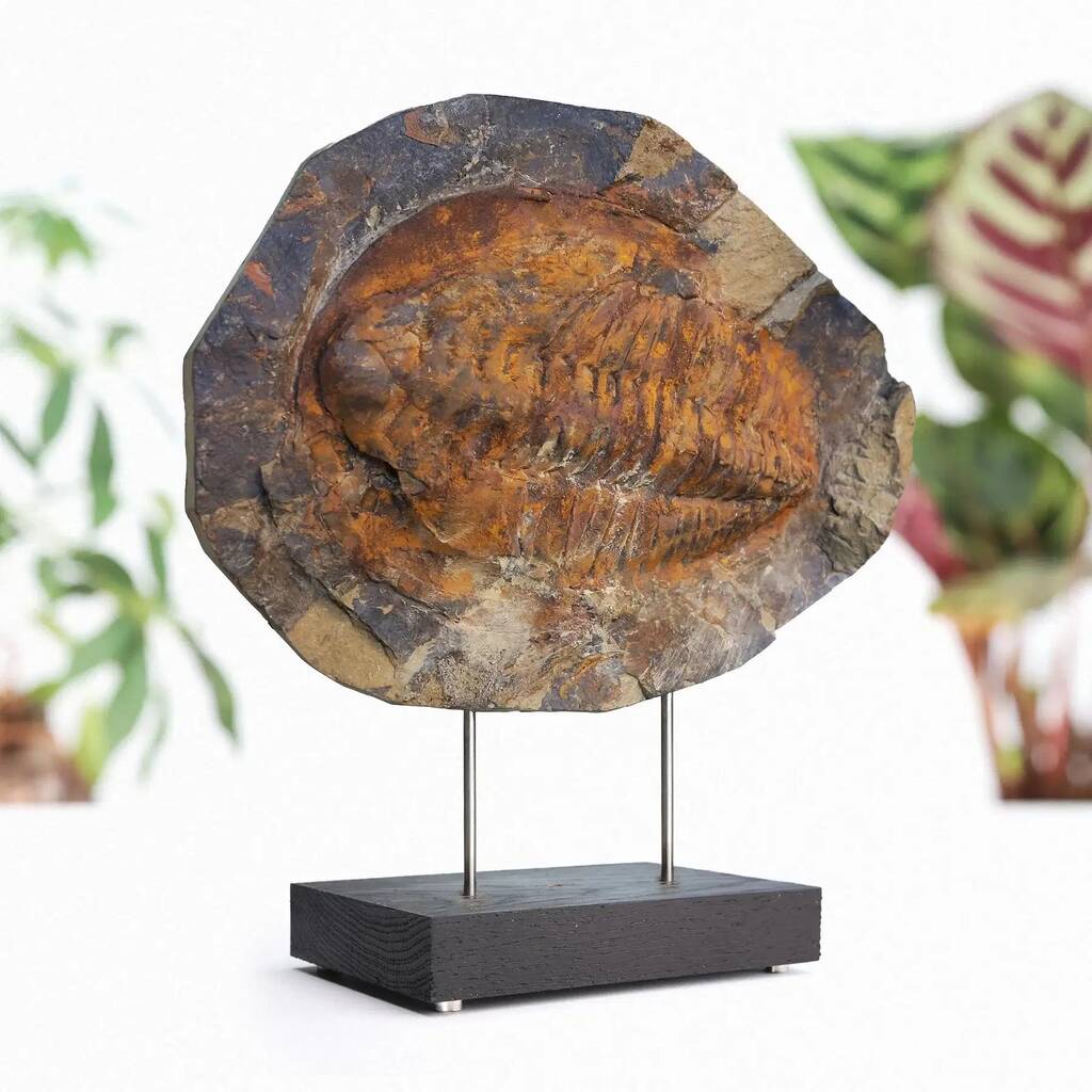 Xl Trilobite Authentic Pre Historic Marine Fossil Stand, 1 of 1