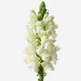 Snazzy White Snapdragon Fresh Bouquet, thumbnail 3 of 3