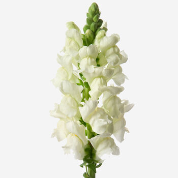Snazzy White Snapdragon Fresh Bouquet, 3 of 3