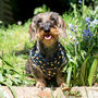 Long Paws Funk The Dog Harness Leopard Green And Gold, thumbnail 1 of 6