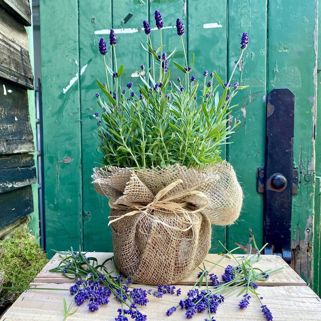 Fragrant Lavender Gift, 1 of 7