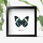 Red Flasher Insect Bug Moth Butterfly Box Frame Entomology Taxidermy Interior Design Modern Home Decor Wall Hanging Gift Ornament, thumbnail 1 of 4
