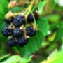 Fruit Plants, Black Berry 'Chester', thumbnail 9 of 9