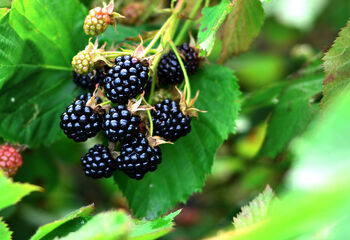 Fruit Plants, Black Berry 'Chester', 9 of 9