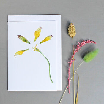 Pack Of Four Notelets With Tulip Illustrations, 2 of 3