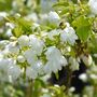 Philadelphus 'Virginal', One X Plant In A Two Litre Pot, thumbnail 1 of 3